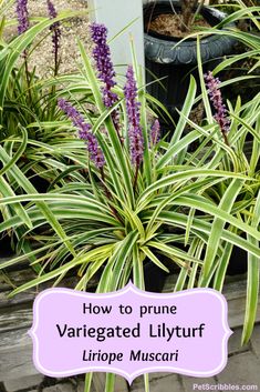 purple variegated lily in a pot with text overlay how to prune variegated lily