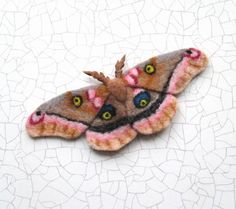 a close up of a moth on a white surface