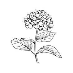 Hydrangea Flower Drawing, Hydrangea Drawing, Idea For Business, Hydrangea Tattoo, Stippling Tattoo, Visit Card, White Backgrounds, Flower Doodles, Hydrangea Flower