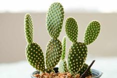 there is a small cactus in a pot on the table