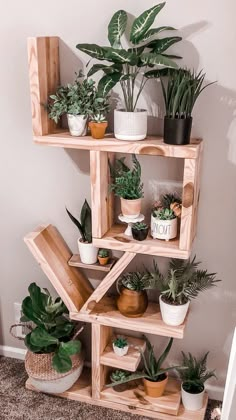 a wooden shelf filled with potted plants on top of a carpeted floor next to a wall