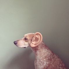 a brown and white dog with an ear on it's head sitting in front of a wall