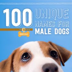 a brown and white dog with the title'100 unique names for male dogs '