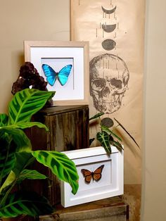 three framed pictures with butterflies on them next to a plant