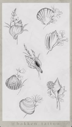 an ink drawing of seashells and flowers