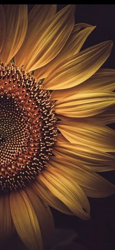 a large sunflower is shown with the petals still attached to it's center