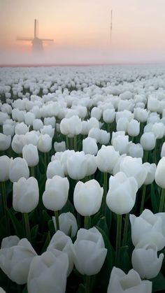 a field full of white tulips with the sun setting in the distance behind them