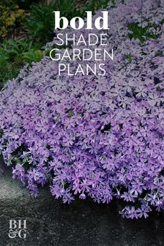 purple flowers with text overlay that says bold shade garden plans on the bottom right