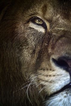 a close up shot of a lion's face