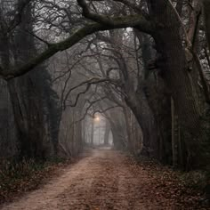 a dirt road surrounded by trees and leaves