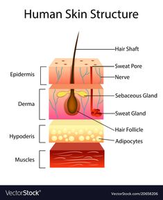 the structure of human skin on a white background