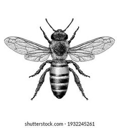 a black and white drawing of a bee