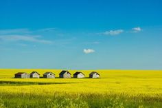 a row of small houses sitting on top of a lush green field under a blue sky