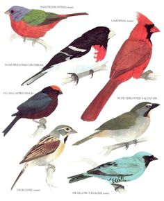 the different kinds of birds are shown on this page, including red, green and blue