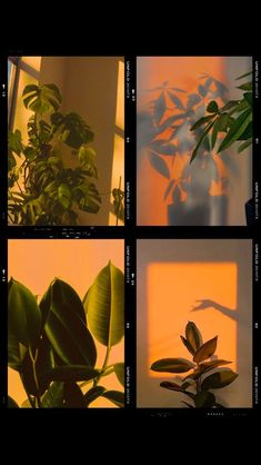 four different shots of plants in front of a window