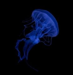 a blue jellyfish floating in the dark water