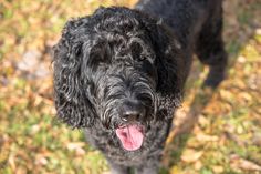 a black dog standing in the grass with its tongue out and it's tongue hanging out