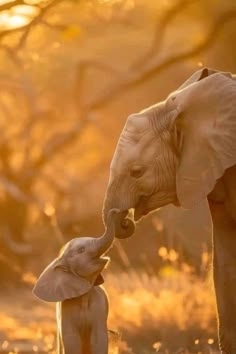 an adult elephant standing next to a baby elephant