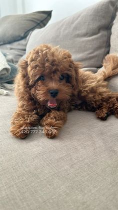 a small brown dog laying on top of a couch