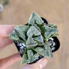 a hand holding a small potted plant with frost on it's leaves and rocks