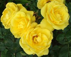 three yellow roses are blooming in the garden