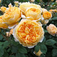 yellow roses are blooming in the garden