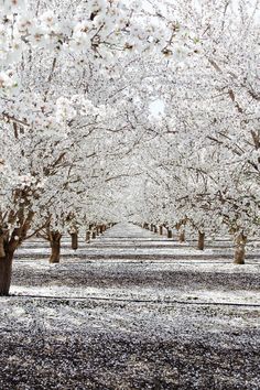 the trees are blooming very nicely in the snow