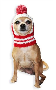 a small dog wearing a red and white hat