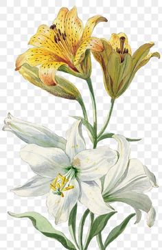 Lily Illustration, Yellow Lilly, Lily Flower Aesthetic Drawing, Lily Flower Illustration, Lily Artwork, Lily Illustration Flower, Lily Vector Flower, Yellow Lilies Aesthetic, White Lily Illustration