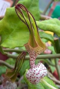 a close up of a flower on a plant