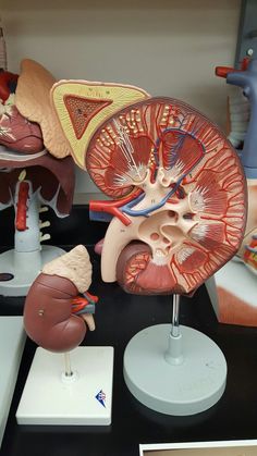 an image of human anatomy on display