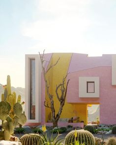 cactuses and cacti in front of a colorful building