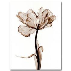 a black and white photo of a single flower on a white background is featured in this image