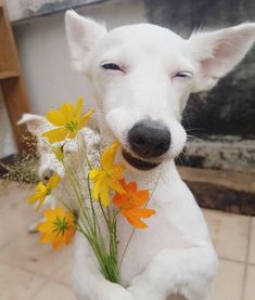 a white dog holding some yellow flowers in it's mouth and looking at the camera