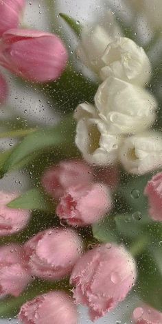 pink and white flowers are seen through the rain