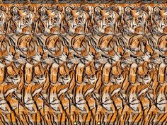 a large group of tigers standing in front of each other with their mouths open and eyes closed