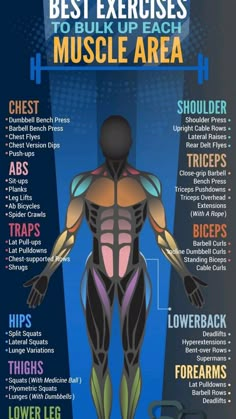 the best exercises to bulk up each muscle area in your home or office - info poster