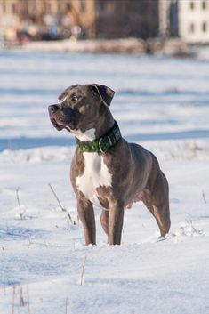 a brown and white dog standing in the snow