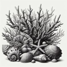 black and white drawing of seashells and starfish on the bottom of a coral