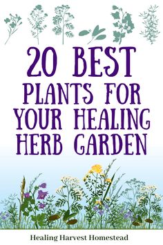 HERBS FOR A HEALING HERB GARDEN Medicinal Garden Plants, Herbs For Medicinal Purposes, Medicine Garden Layout, Witchy Herbs To Grow, Best Medicinal Herbs To Grow, Best Herbs For Health, Herb Gardens For Beginners, Medicinal Garden Design, Indoor Medicinal Herb Garden