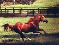 a brown horse running in the grass near a fence