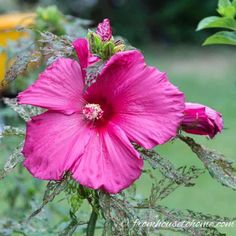 a pink flower is blooming in the garden