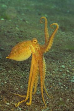 an orange octopus is standing on the ground with its arms in the air and it's eyes open