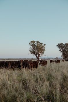 a herd of cattle standing on top of a grass covered field next to a tree