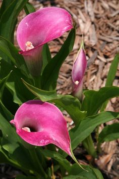 three pink flowers with green leaves on the ground and mulchy grass in the background