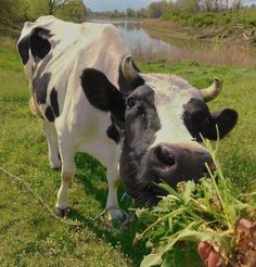 two black and white cows are standing in the grass