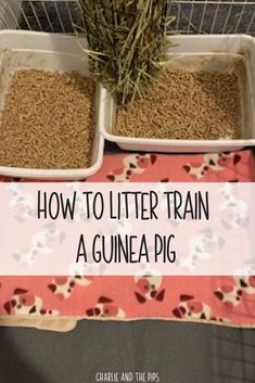 two trays filled with food and the words how to litter train a guinea pig