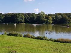 there are many boats in the water on this lake and one is out for a swim