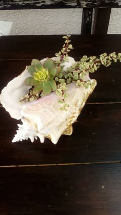 a plant is growing out of an oyster shell