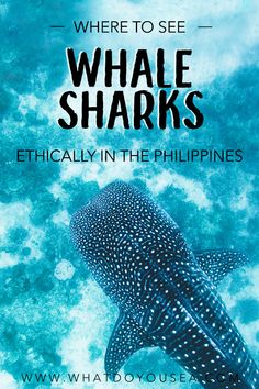 a whale with the words where to see whale sharks, which are in the philippines